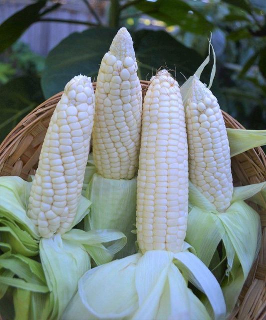 Premium White and Yellow Corn Kernels for Sale Fresh and Clean High Yield Available for Export - Image 4