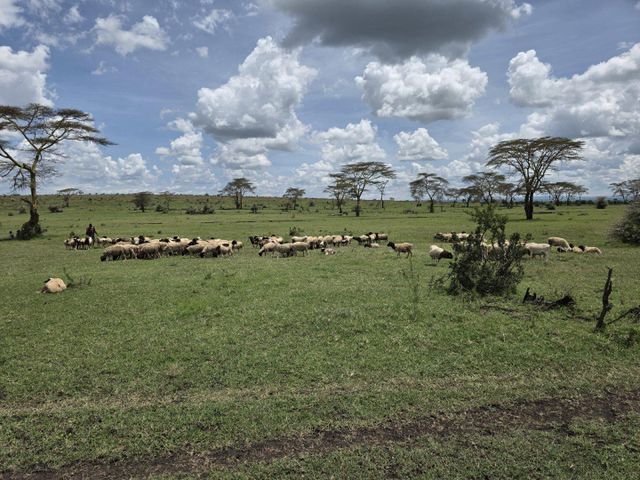 Live Dorper Sheep – Organic Pasture-Raised, Premium Rams & Ewes for Breeding or Slaughter - Image 4