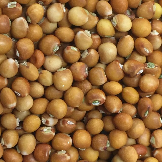 Naturally Processed Pigeon Peas With Balanced Moisture Levels And Attractive Grain Appearance For Food Ingredients - Image 5