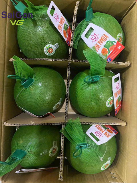 Vietnam Fresh Pomelo – Da Xanh/ Vietnamese grapefruit | Export Quality Supplier - Image 4