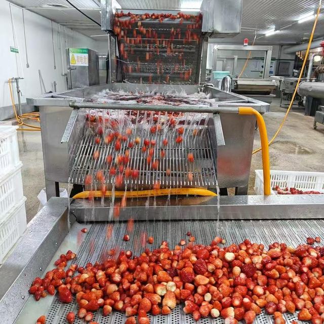 china Frozen Strawberry / IQF Sweet Charlie Strawberry/ American 13 guohai foods factory price - Image 3