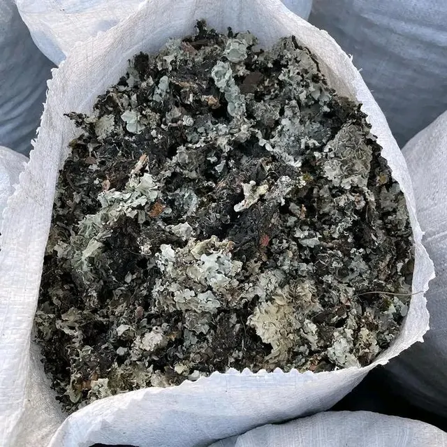 Black Stone Flower - Image 1