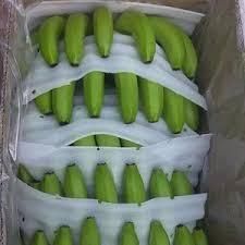Fresh Bananas, Green Cavendish Banana, G9 Banana - Image 3
