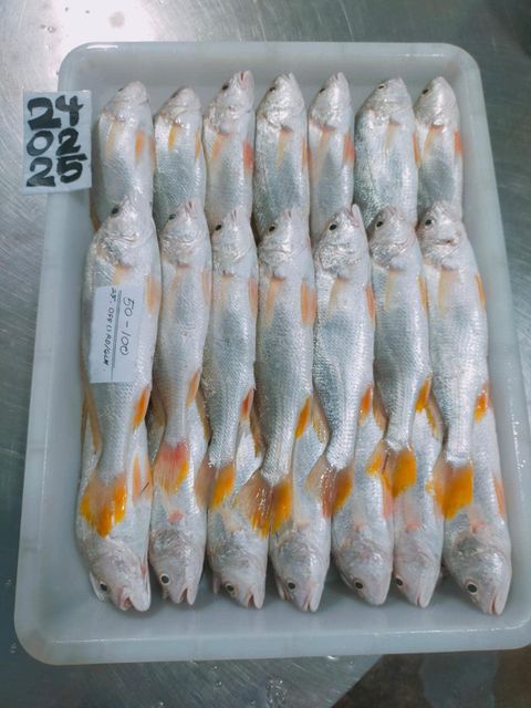 Yellow Croaker Type Frozen Material Yellow Croaker Place of Origin Indonesia Processing Type Block Frozen Shelf Life 24 months at - Image 4