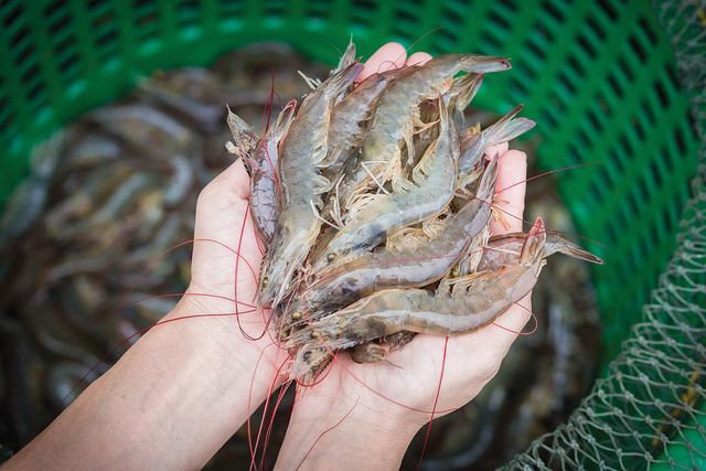 Fresh & Premium Seafood shop online,lopster - Image 4