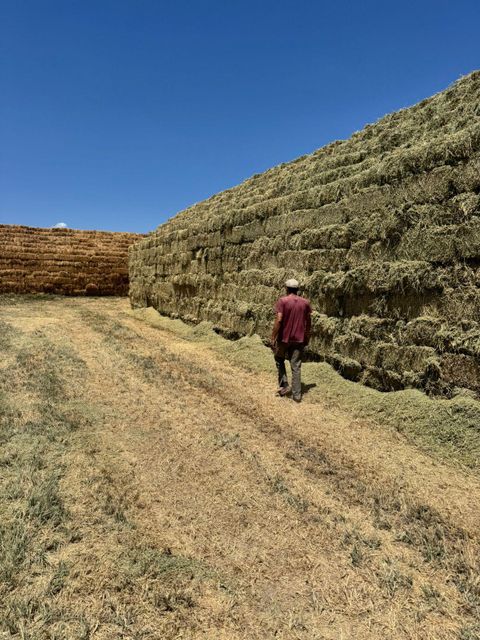 Argentinian Alfalfa - Sun dried - Premium Quality - Green Packaging Bale Quality Premium Color Dry green Origin - Image 3