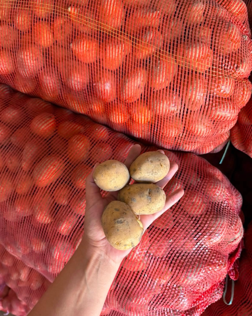 Top Rated Russet Potatoes For French fries, baking, mash Potatoes 25Kg Mesh Bags High Quality Russet Potatoes - Image 4