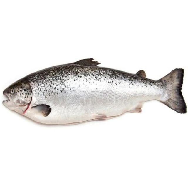 Frozen Salmon Fish Deep Chilled Premium Catch Maintaining Natural Flavor Profile For Worldwide Seafood Importers - Image 1