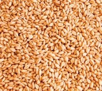 Wheat, Durum and soft milling Type Durum Wheat, Soft Wheat - Image 5