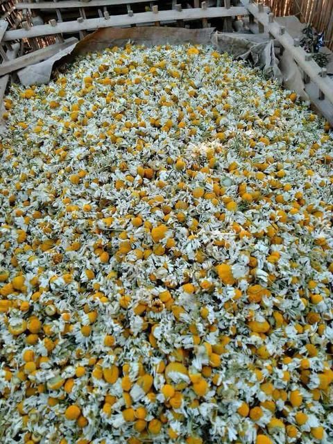 Chamomile Flowers, Egyptian Chamomile, Dried Chamomile, Herbal Tea Ingredients, Chamomile Tea, Medicinal Herbs, Bulk Chamomile Flowers. - Image 3