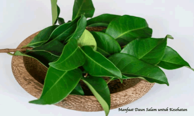 Bay Leaf Origin Indonesia Form Whole Dried Leaves Shelf Life Up To 24 Months Moisture Content Max. 10–12% Grade Export Quality / - Image 3