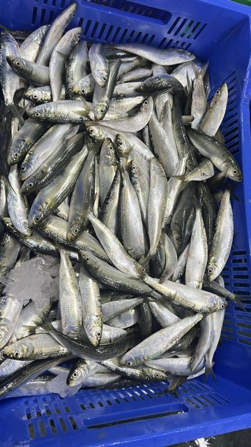 2026 New Catch Frozen Whole Round Sardine Fish Grade A IQF 10kg Carton Bulk Export Wholesale - Image 1