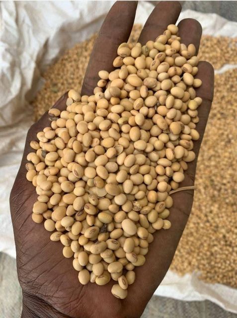 soybean seeds - Image 3