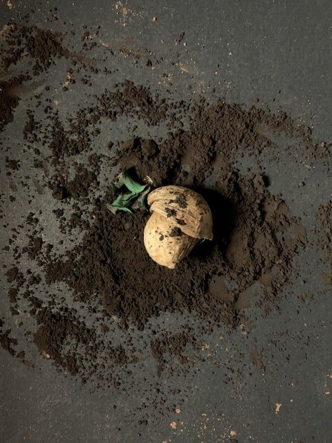 Cocoa - Image 1