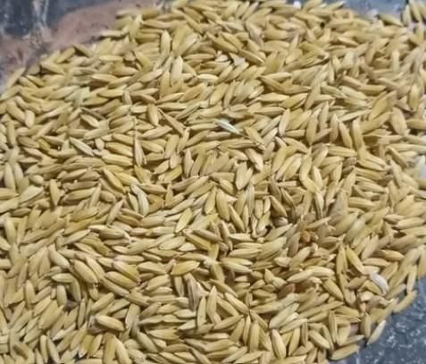 ARROZ PADDY Packaging Type Bulk Harvest Type Latest Harvest Grain Uniformity Uniform Grain Origin Rio Grande Do Sul – - Image 1