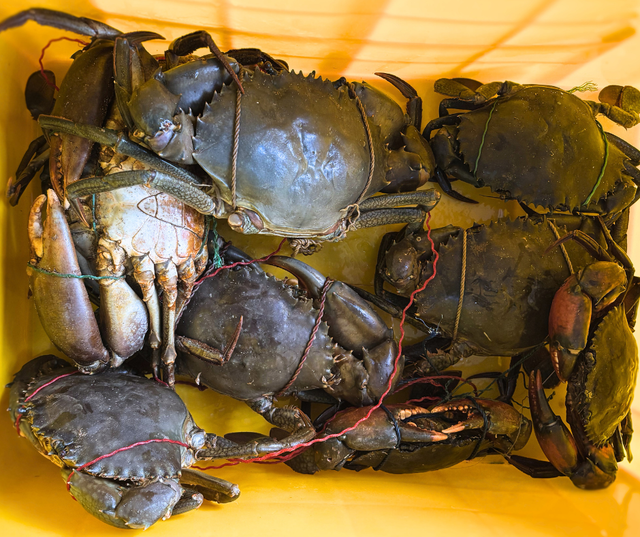 Prawns & Crab Organic Yes Freshness Level Fresh Catch Method Wild-Caught - Image 2
