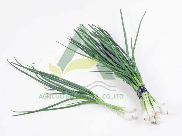 Spring Onion - Image 1