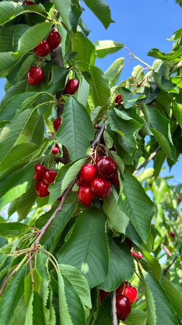 Fresh Sweet Cherry Size 30–32+ Mm Origin Republic Of Moldova Varieties Regina, Kordia, Rocket Packaging 5 Kg Premium Wooden - Image 2