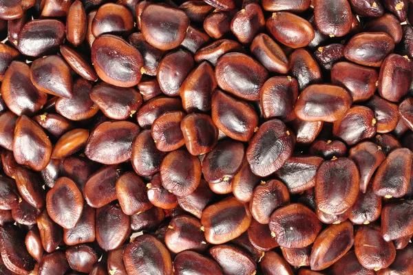 Tamarind seed Tamarind kernel Tamarind stone Tamarindus indica seed Tamarind kernel seed Tamarind kernel powder (when processed) Tamarind seed coat Tamarind pit Tamarind nut Tamarind grain - Image 3