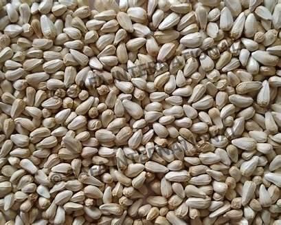 Safflower Seeds, Carthamus tinctorius, kasubha 99% Purity, Premium Export Quality, India - Image 2