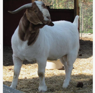 Best Seller of goats Boer Goats at wholesale price.Top Selling sheep in bulk Merino sheep at wholesale price.Buy High Quality Pure - Image 3