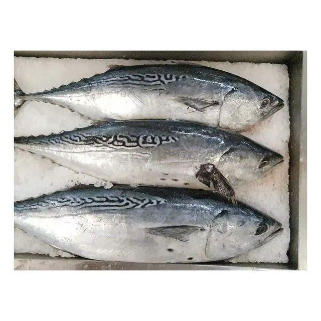 frozen black skipjack Flavor Rich Texture Firm Origin Thailand Shelf Life Long Grade AA, Premium Place of Origin THAILAND - Image 1