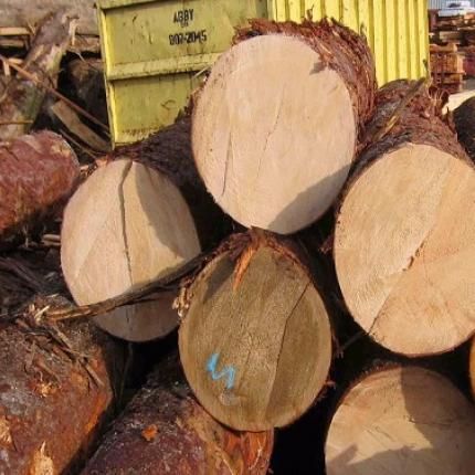 Wholesale Custom Teak Wood Logs Pine and Red hard wood/Hot Sales eucalyptus wood log with cheap price for World market - Image 5
