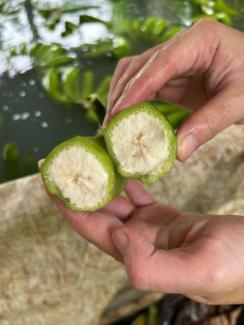 Vietnam Lowland Premium Fresh Banana Export to the world Size 4 - 5-6 exporting the quantuity - Image 4