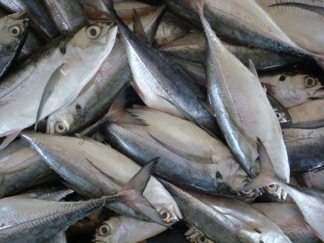 Cheap price frozen horse mackerel in Vietnam - Tanis Imex Shape Block Style Frozen Grade High Quality Shelf Life 24 - Image 3