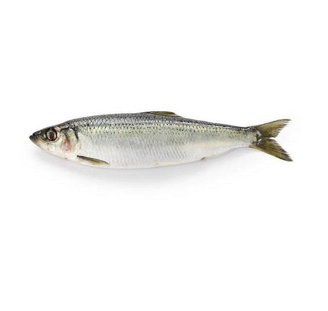 Premium Quality Frozen Herring Fish tilapia fish Frozen Fish Cut Other Degree of Processing Other Freshness Level Fresh, Frozen - Image 3