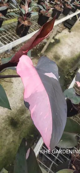 Philodendron Pink Princess Variegated Live Indoor Plants Origin China Feature Evergreen Model NO. PH50710 Properties Nature - Image 5