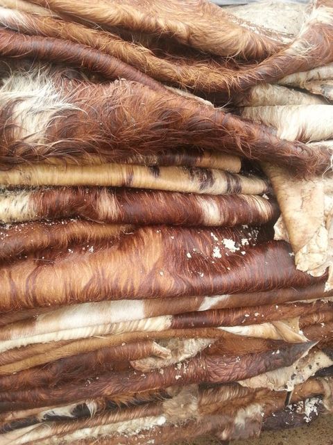 Quality Dry Donkey Hides, Wet Blue Cow hides and wet salted cow hides available - Image 3