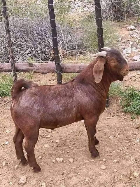 Premium Nubian goats offered for commercial livestock farming - Image 5