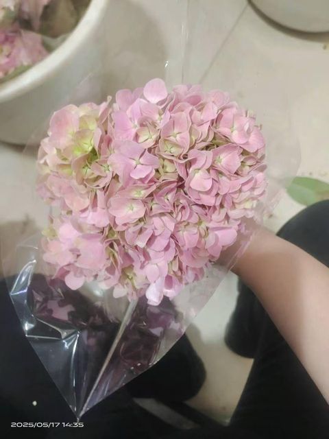 Fresh Cut flowers Quality Quality assurance Packaging Custom Packaging Freight Method Air Freight Sourcing Model Direct Farm And Distributor Connections - Image 4