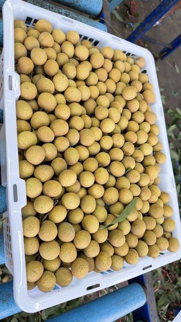 Longan - Image 2