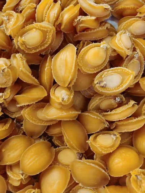 Dried Abalone - Image 1