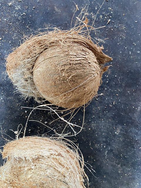 Mature coconut husked Grade A Form Whole Origin Vietnam Color Yellow brown Packaging Mesh bag Maturity Stage Mature Weight (kg) 1.2kg - 1.5kg - Image 6