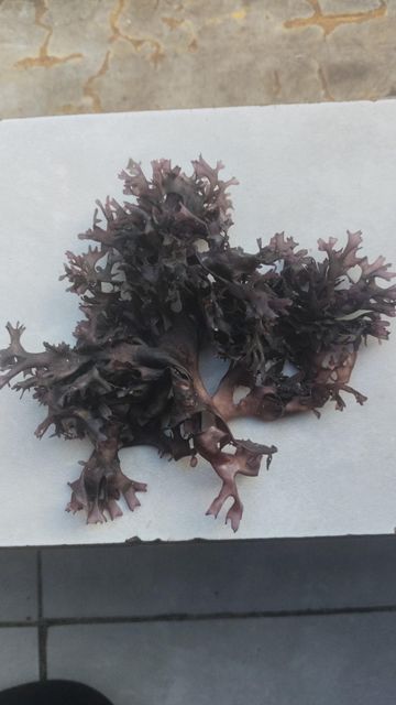 Irish Moss Chondrus Crispus from Perú-WPS - Image 3