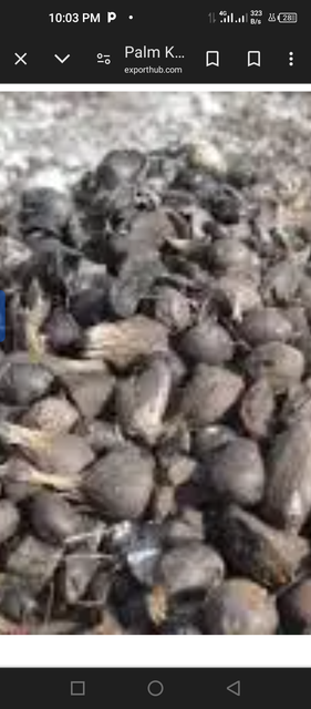 Palm kernel shell - Image 2