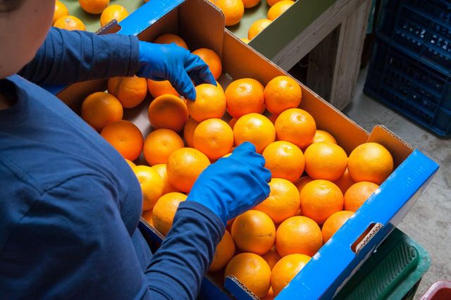 Fresh Oranges from Egypt - Image 2