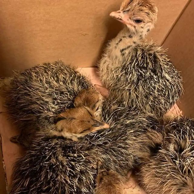 Ostrich Eggs Premium Agriculture Products please whatsap +255787979235 - Image 3