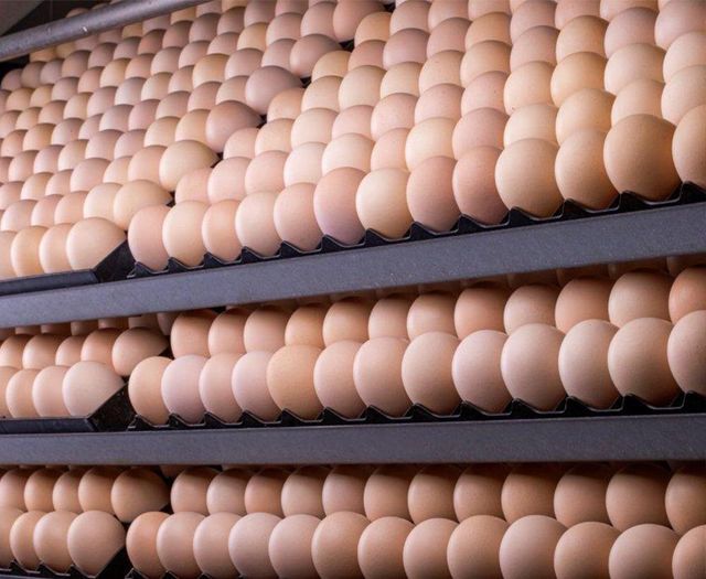 Fresh Ross 308 Hatching Eggs Wholesale Price Strong Fertility Clean Shell Premium Selection For Poultry Farming Success - Image 2