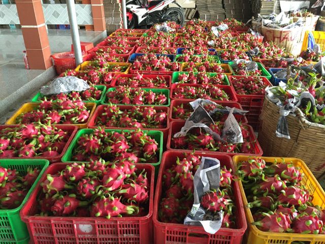 FRESH DRAGON FRUITS - Image 2