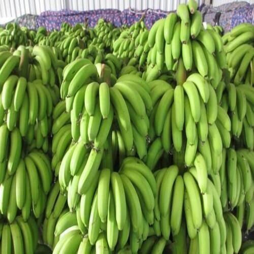 Fresh Cavendish Bananas High Grade Yellow Bananas Affordable Wholesale & Bulk Supply - Image 5