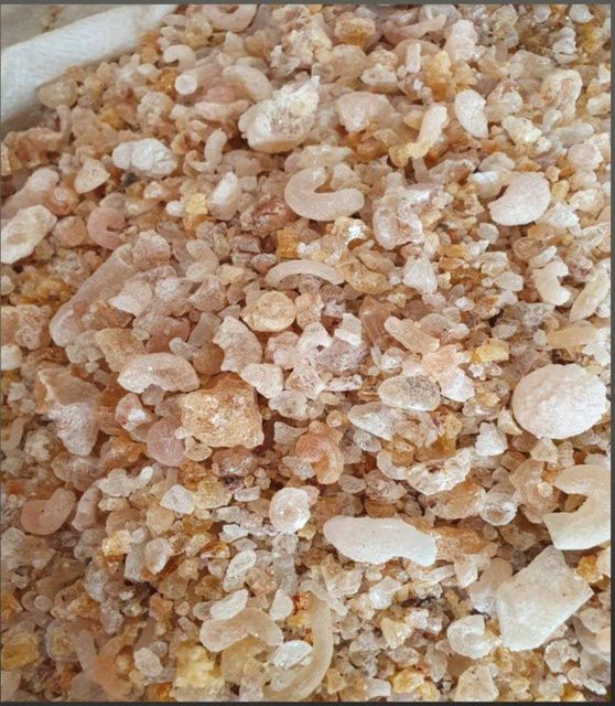 gum arabic talha - Image 1