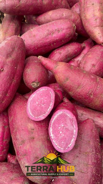 FRESH PURPLE SWEET POTATO - Image 4