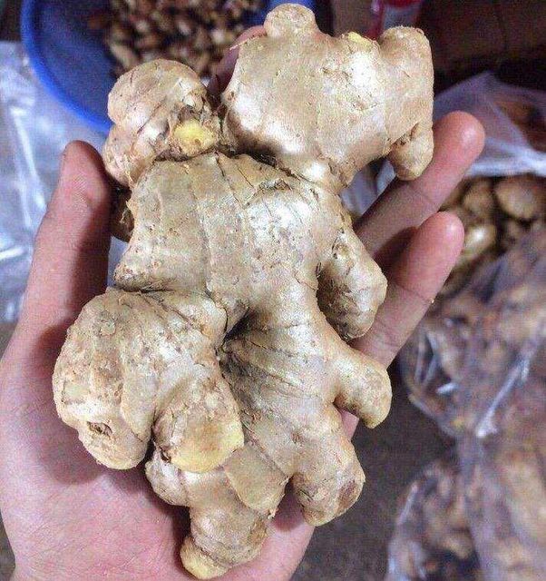 Quotation of Fresh Ginger from Vietnam origin - Image 4