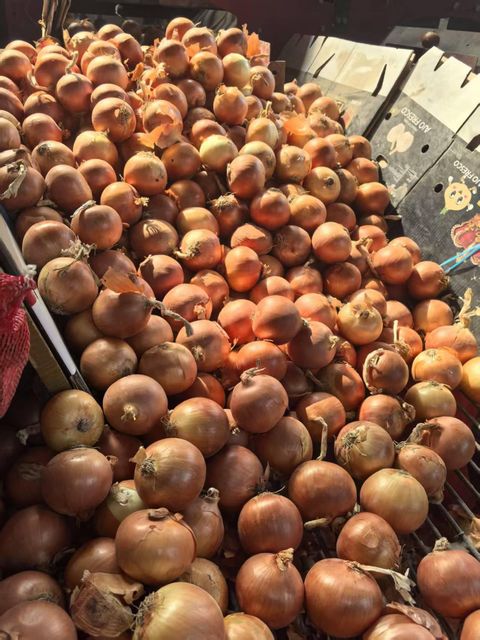 Fresh Yellow Onion, China Origin, Factory Direct Supply – product photo 2, product detail gallery