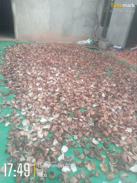 Cocopiber, cocopeat, briket, coconut Shell corchoal, coconibs. - Image 3