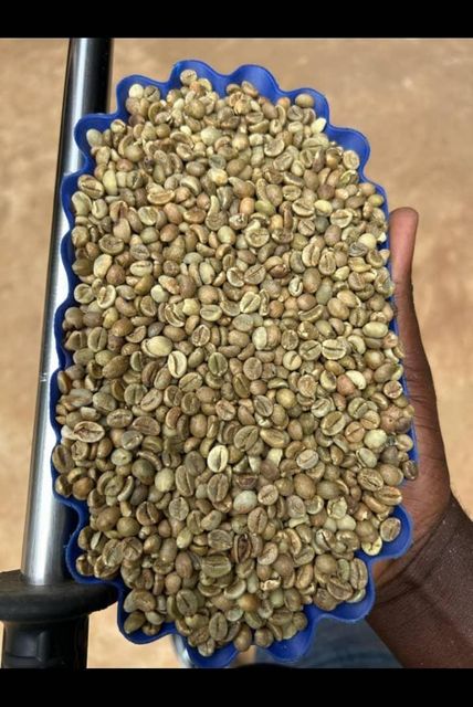 Robusta Coffee Beans screen 18,15 & 12 - Image 3